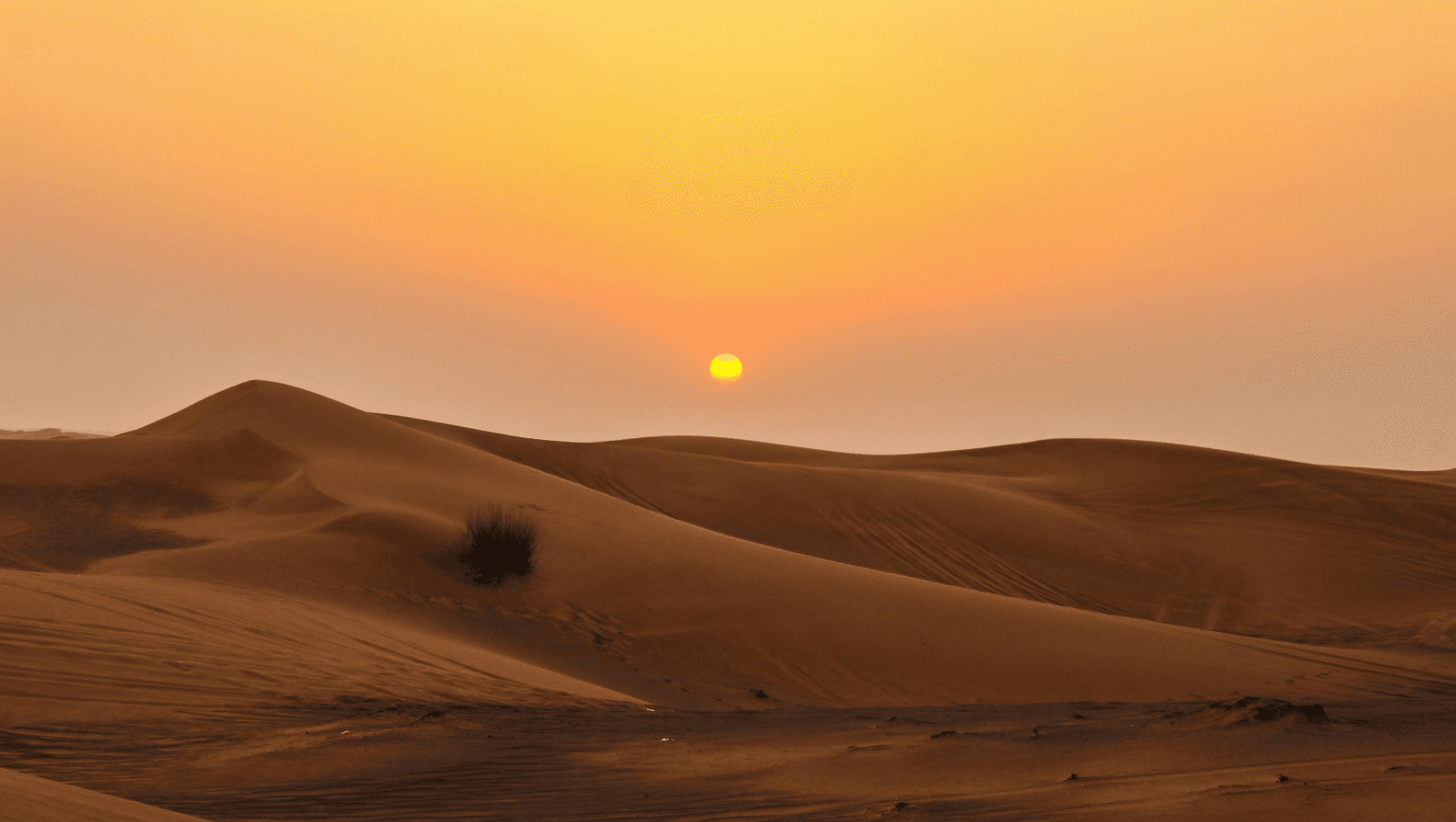 Desert landscape